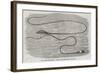 The Great Sea-Serpent Seen at the Entrance of Table Bay-null-Framed Giclee Print
