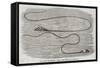 The Great Sea-Serpent Seen at the Entrance of Table Bay-null-Framed Stretched Canvas