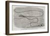 The Great Sea-Serpent Seen at the Entrance of Table Bay-null-Framed Giclee Print