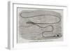 The Great Sea-Serpent Seen at the Entrance of Table Bay-null-Framed Giclee Print