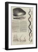 The Great Sea-Serpent-null-Framed Giclee Print