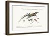 The Great Spotted Lizard with a Forked Tail, 1749-73-George Edwards-Framed Giclee Print