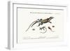 The Great Spotted Lizard with a Forked Tail, 1749-73-George Edwards-Framed Giclee Print