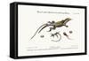 The Great Spotted Lizard with a Forked Tail, 1749-73-George Edwards-Framed Stretched Canvas