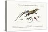 The Great Spotted Lizard with a Forked Tail, 1749-73-George Edwards-Stretched Canvas