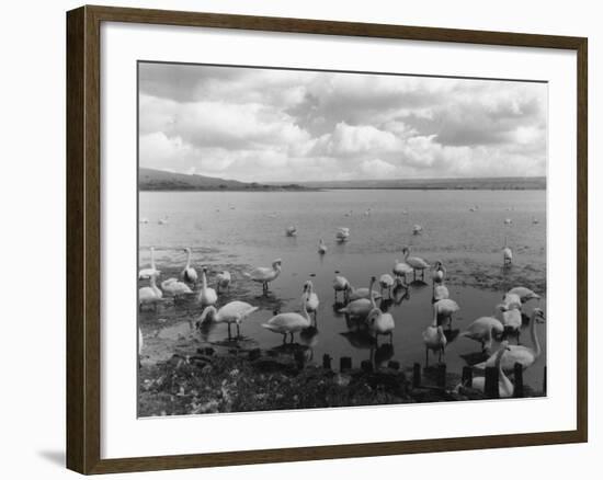 The Great Swannery-null-Framed Photographic Print