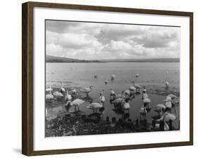 The Great Swannery-null-Framed Photographic Print