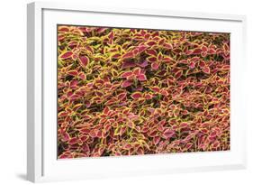 The Great Wall, Yanqing Geopark, Near Beijing, China-Stuart Westmorland-Framed Photographic Print