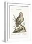 The Great White Owl, 1749-73-George Edwards-Framed Giclee Print