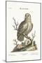 The Great White Owl, 1749-73-George Edwards-Mounted Giclee Print