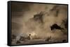 The Great Wildebeest Migration-Adrian Wray-Framed Stretched Canvas