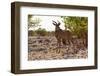 The Greater Kudu (Tragelaphusstrepsiceros)-schoolgirl-Framed Photographic Print