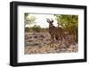 The Greater Kudu (Tragelaphusstrepsiceros)-schoolgirl-Framed Photographic Print