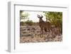 The Greater Kudu (Tragelaphusstrepsiceros)-schoolgirl-Framed Photographic Print