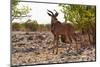 The Greater Kudu (Tragelaphusstrepsiceros)-schoolgirl-Mounted Photographic Print