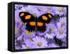 The Grecian Shoemaker Butterfly on Flowers-Darrell Gulin-Framed Stretched Canvas