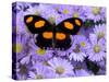 The Grecian Shoemaker Butterfly on Flowers-Darrell Gulin-Stretched Canvas