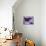 The Grecian Shoemaker Butterfly on Flowers-Darrell Gulin-Photographic Print displayed on a wall