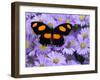 The Grecian Shoemaker Butterfly on Flowers-Darrell Gulin-Framed Photographic Print