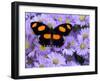 The Grecian Shoemaker Butterfly on Flowers-Darrell Gulin-Framed Photographic Print