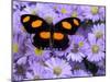 The Grecian Shoemaker Butterfly on Flowers-Darrell Gulin-Mounted Photographic Print