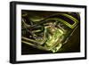 The Green Hornet-Alan Hausenflock-Framed Photographic Print