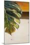 The Green Leaf II-Patricia Pinto-Mounted Art Print