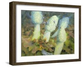 The Green Man with Fly Agaric, 1996-Glyn Morgan-Framed Giclee Print