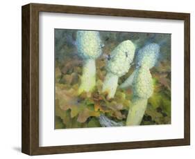 The Green Man with Fly Agaric, 1996-Glyn Morgan-Framed Giclee Print