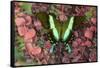 The Green Swallowtail Butterfly, Papilio Blumei-Darrell Gulin-Framed Stretched Canvas