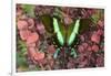 The Green Swallowtail Butterfly, Papilio Blumei-Darrell Gulin-Framed Photographic Print