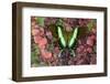 The Green Swallowtail Butterfly, Papilio Blumei-Darrell Gulin-Framed Photographic Print