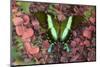 The Green Swallowtail Butterfly, Papilio Blumei-Darrell Gulin-Mounted Photographic Print