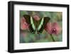 The Green Swallowtail Butterfly, Papilio Blumei-Darrell Gulin-Framed Photographic Print