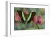 The Green Swallowtail Butterfly, Papilio Blumei-Darrell Gulin-Framed Photographic Print