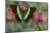 The Green Swallowtail Butterfly, Papilio Blumei-Darrell Gulin-Mounted Photographic Print