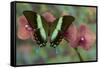 The Green Swallowtail Butterfly, Papilio Blumei-Darrell Gulin-Framed Stretched Canvas