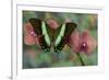 The Green Swallowtail Butterfly, Papilio Blumei-Darrell Gulin-Framed Photographic Print