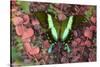 The Green Swallowtail Butterfly, Papilio Blumei-Darrell Gulin-Stretched Canvas