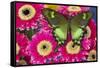 The green swallowtail butterfly, Papilio neumogeni on Gerber Daisies-Darrell Gulin-Framed Stretched Canvas