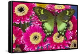 The green swallowtail butterfly, Papilio neumogeni on Gerber Daisies-Darrell Gulin-Framed Stretched Canvas