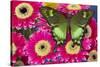 The green swallowtail butterfly, Papilio neumogeni on Gerber Daisies-Darrell Gulin-Stretched Canvas