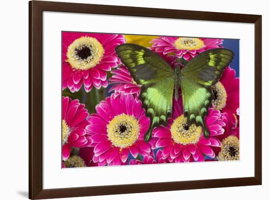 The green swallowtail butterfly, Papilio neumogeni on Gerber Daisies-Darrell Gulin-Framed Photographic Print