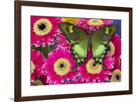 The green swallowtail butterfly, Papilio neumogeni on Gerber Daisies-Darrell Gulin-Framed Photographic Print
