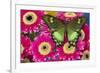 The green swallowtail butterfly, Papilio neumogeni on Gerber Daisies-Darrell Gulin-Framed Photographic Print