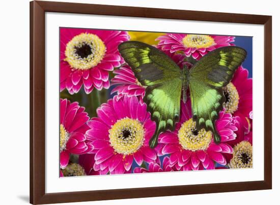 The green swallowtail butterfly, Papilio neumogeni on Gerber Daisies-Darrell Gulin-Framed Photographic Print