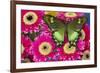 The green swallowtail butterfly, Papilio neumogeni on Gerber Daisies-Darrell Gulin-Framed Photographic Print