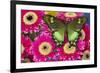 The green swallowtail butterfly, Papilio neumogeni on Gerber Daisies-Darrell Gulin-Framed Photographic Print