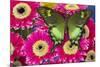 The green swallowtail butterfly, Papilio neumogeni on Gerber Daisies-Darrell Gulin-Mounted Photographic Print