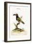 The Green Toucan, 1749-73-George Edwards-Framed Giclee Print